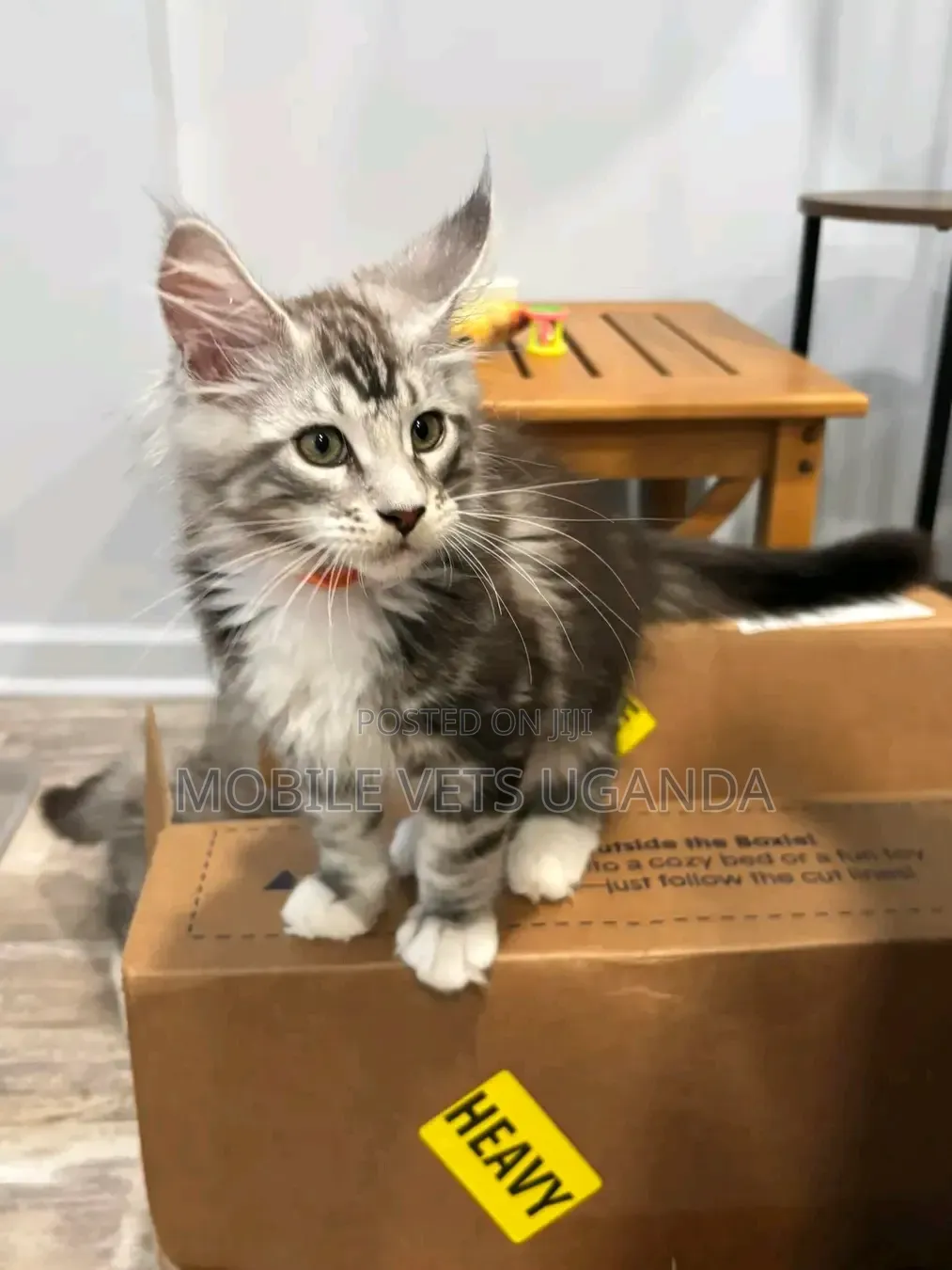 1-3 months Female Purebred Maine Coon