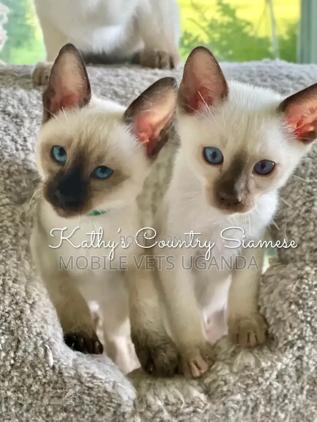 3-6 months Female Purebred Siamese