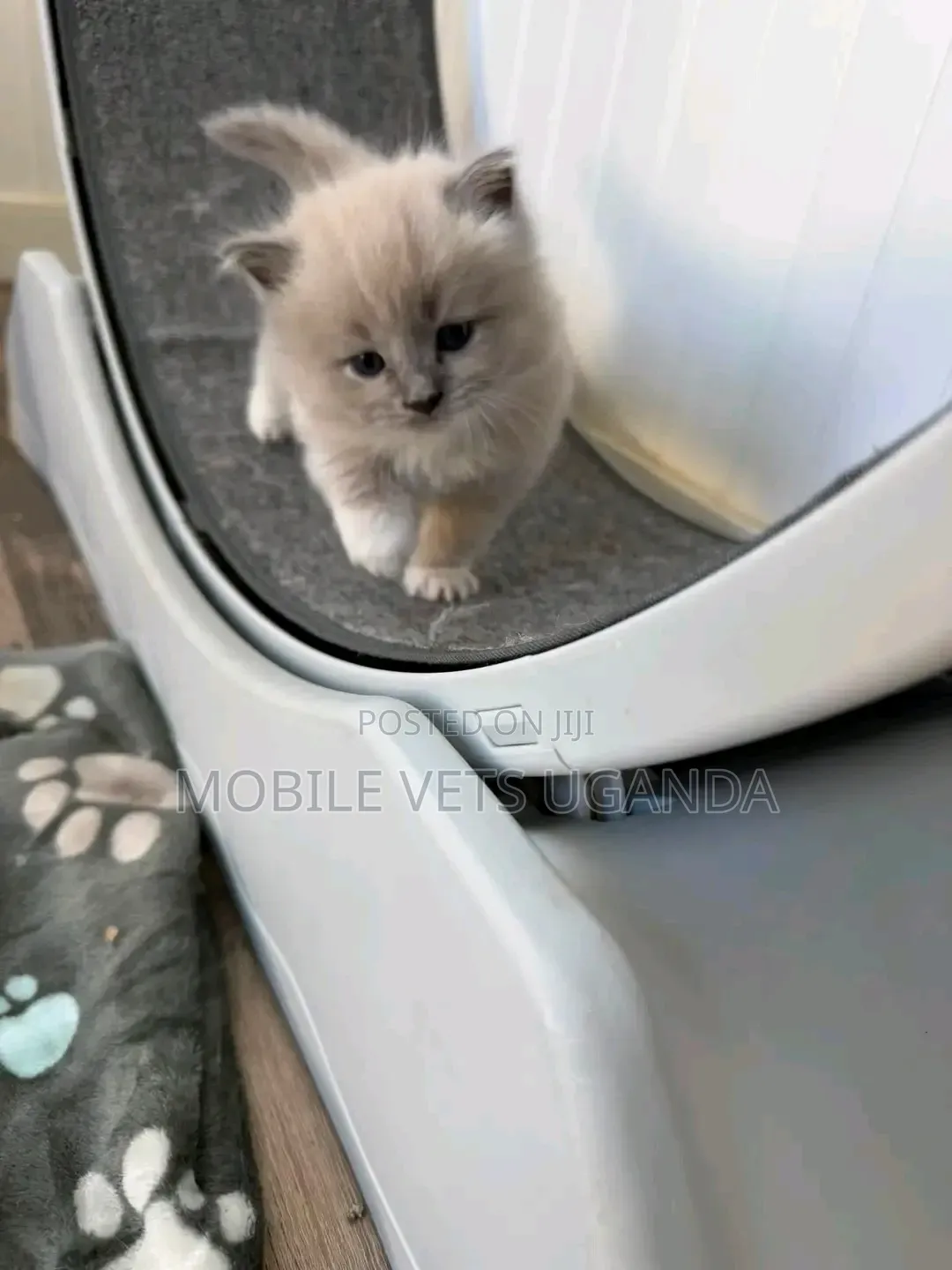 0-1 month Female Purebred Abyssinian