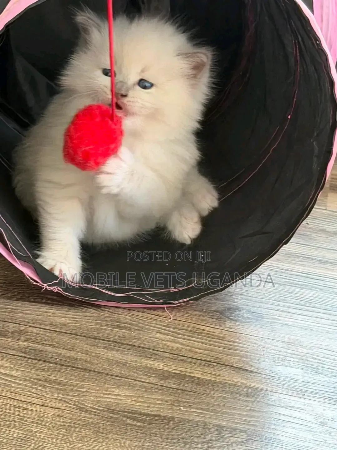 1-3 months Male Purebred Bombay