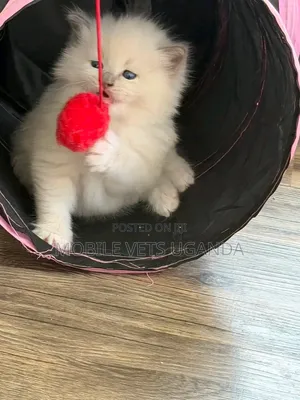 1-3 months Male Purebred Bombay