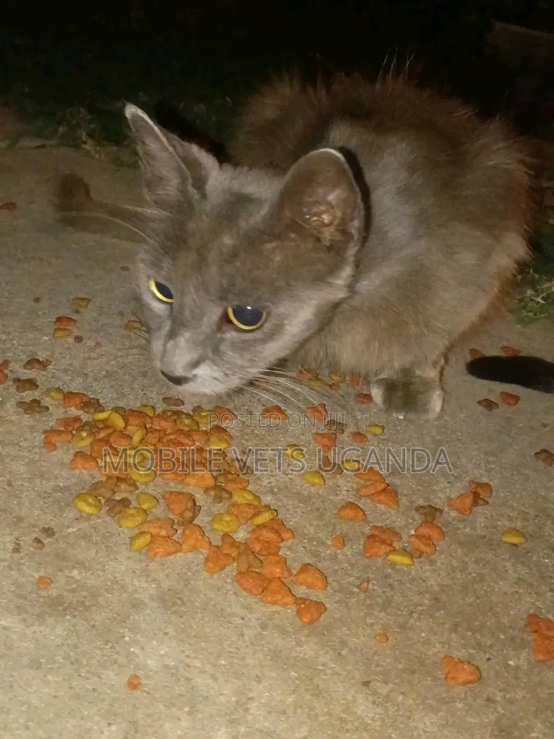 3-6 months Male Purebred American Bobtail