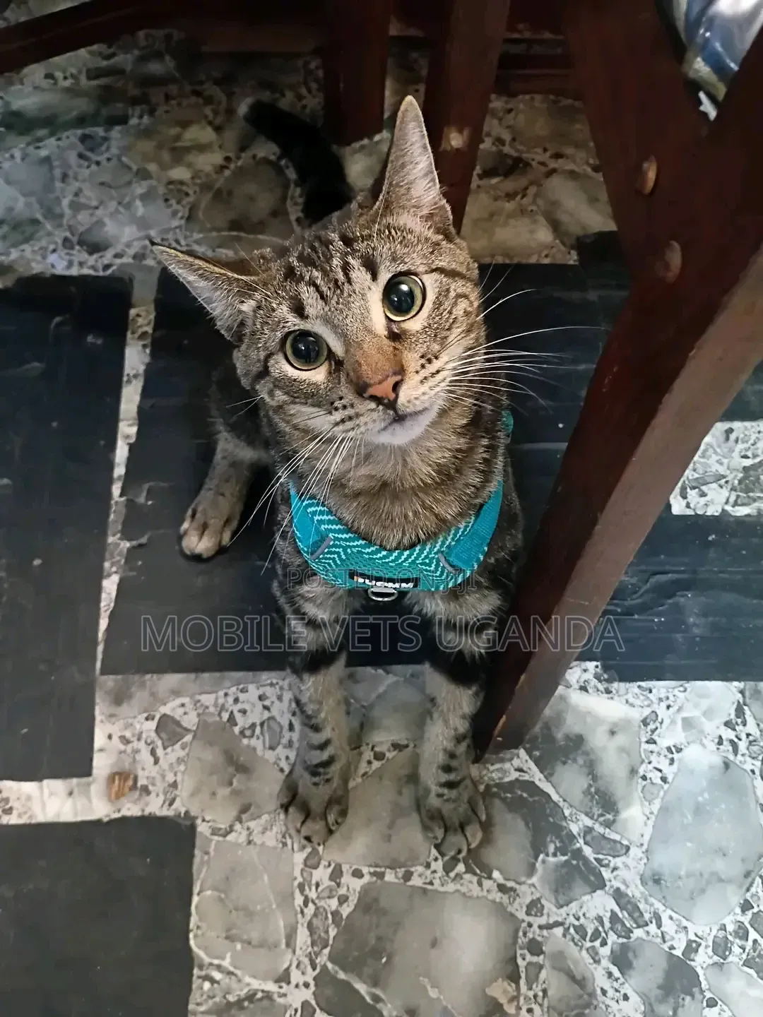3-6 months Female Purebred American Wirehair