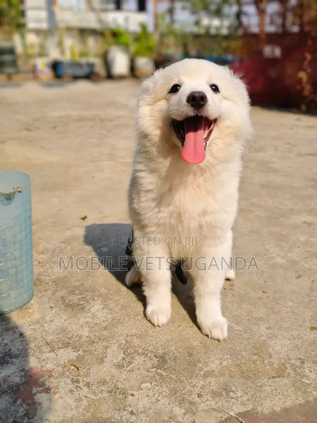 1-3 months Female Purebred Japanese Spitz