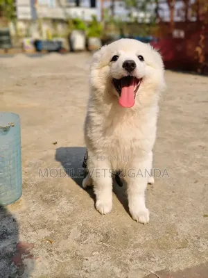 1-3 months Female Purebred Japanese Spitz