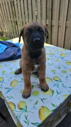 1-3 months Female Purebred German Shepherd