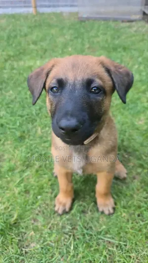 3-6 months Male Purebred German Shepherd