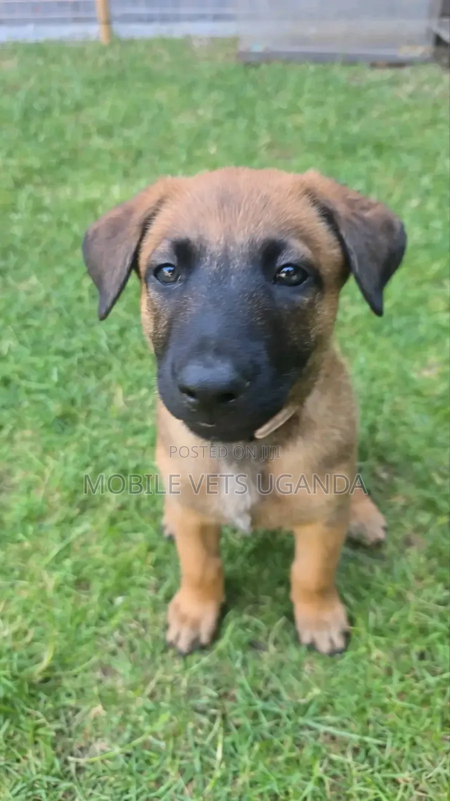 3-6 months Male Purebred German Shepherd