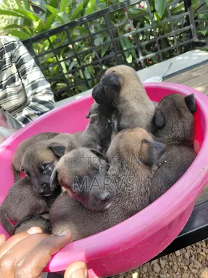 0-1 month Male Mixed Breed Belgian Malinois