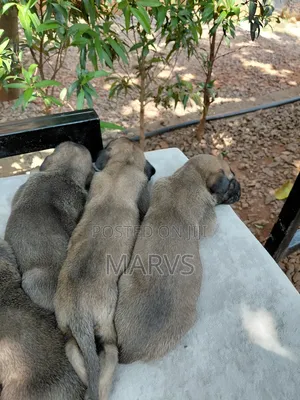 0-1 month Male Mixed Breed Belgian Malinois