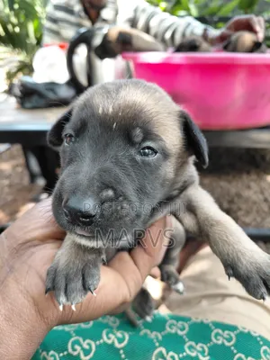 0-1 month Male Mixed Breed Belgian Malinois