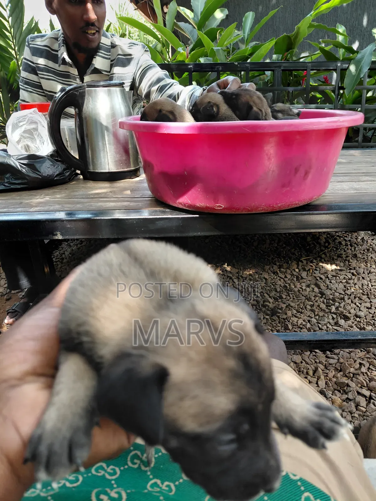 0-1 month Male Mixed Breed Belgian Malinois