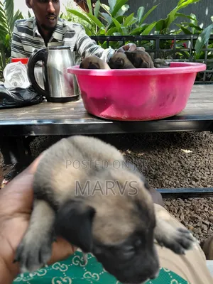 0-1 month Male Mixed Breed Belgian Malinois