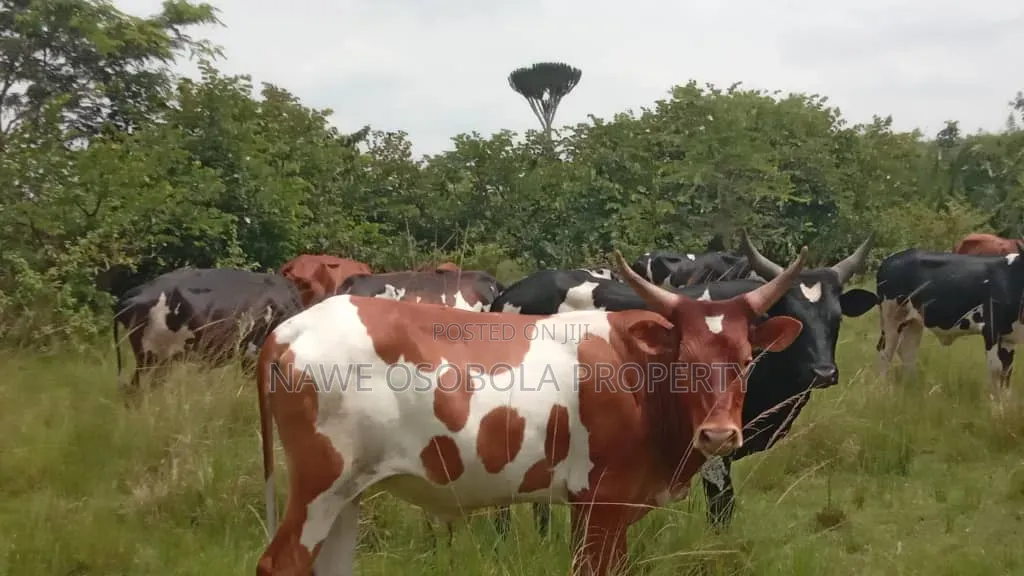 200acres of Land for Sale in Kapeeka at 18m