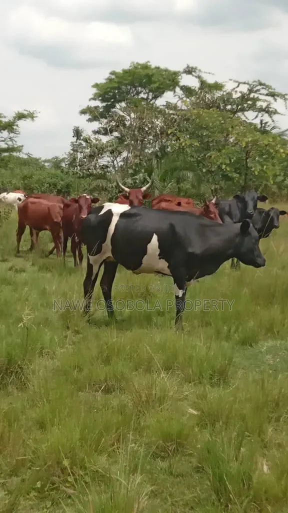 200acres of Land for Sale in Kapeeka at 18m