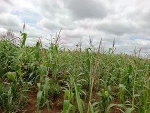 10 Acres of Land in Kabunyata After Kikyusa Luwero District
