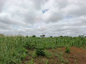 10 Acres of Land in Kabunyata After Kikyusa Luwero District