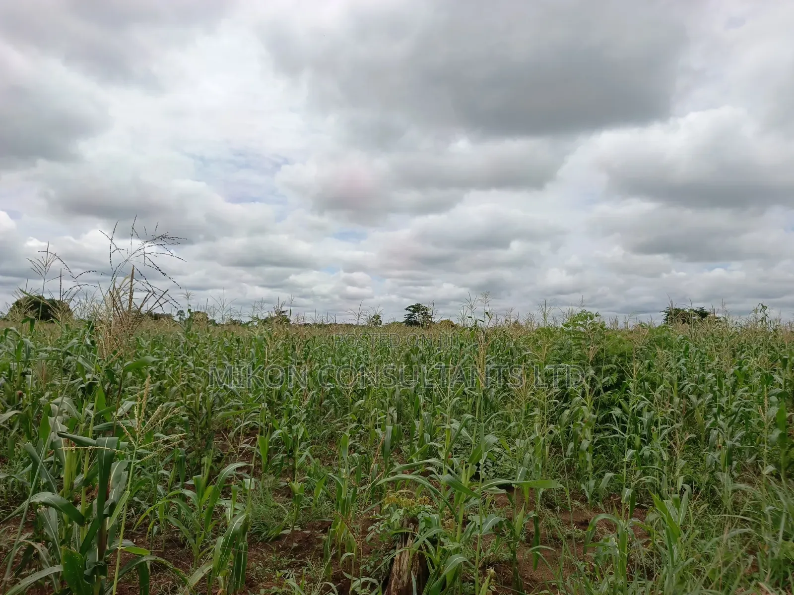 10 Acres of Land in Kabunyata After Kikyusa Luwero District