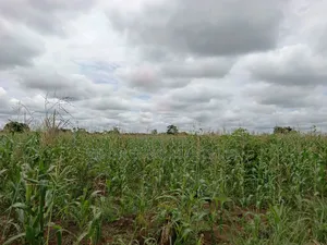 10 Acres of Land in Kabunyata After Kikyusa Luwero District