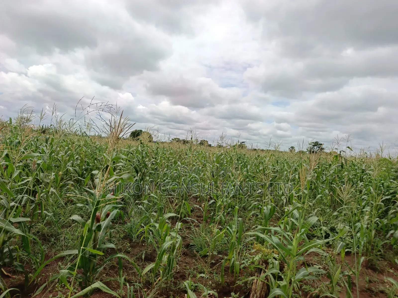 10 Acres of Land in Kabunyata After Kikyusa Luwero District