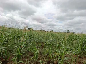 10 Acres of Land in Kabunyata After Kikyusa Luwero District