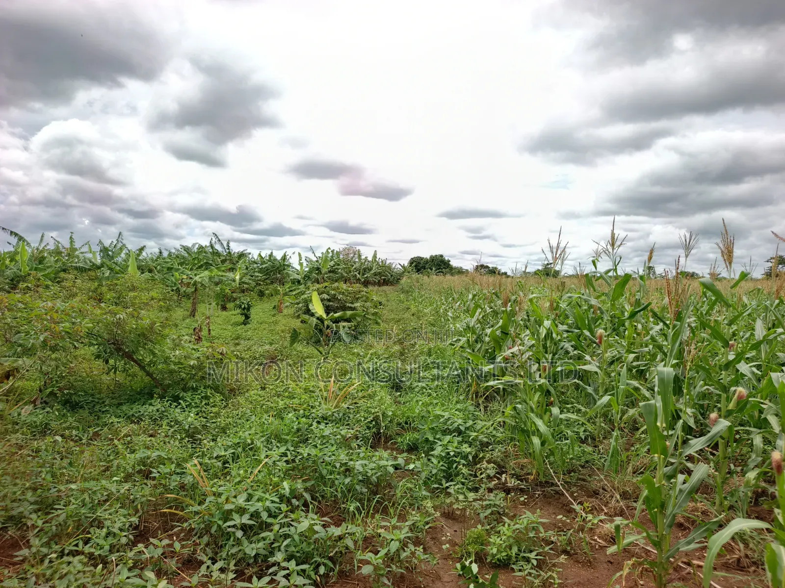 10 Acres of Land in Kabunyata After Kikyusa Luwero District