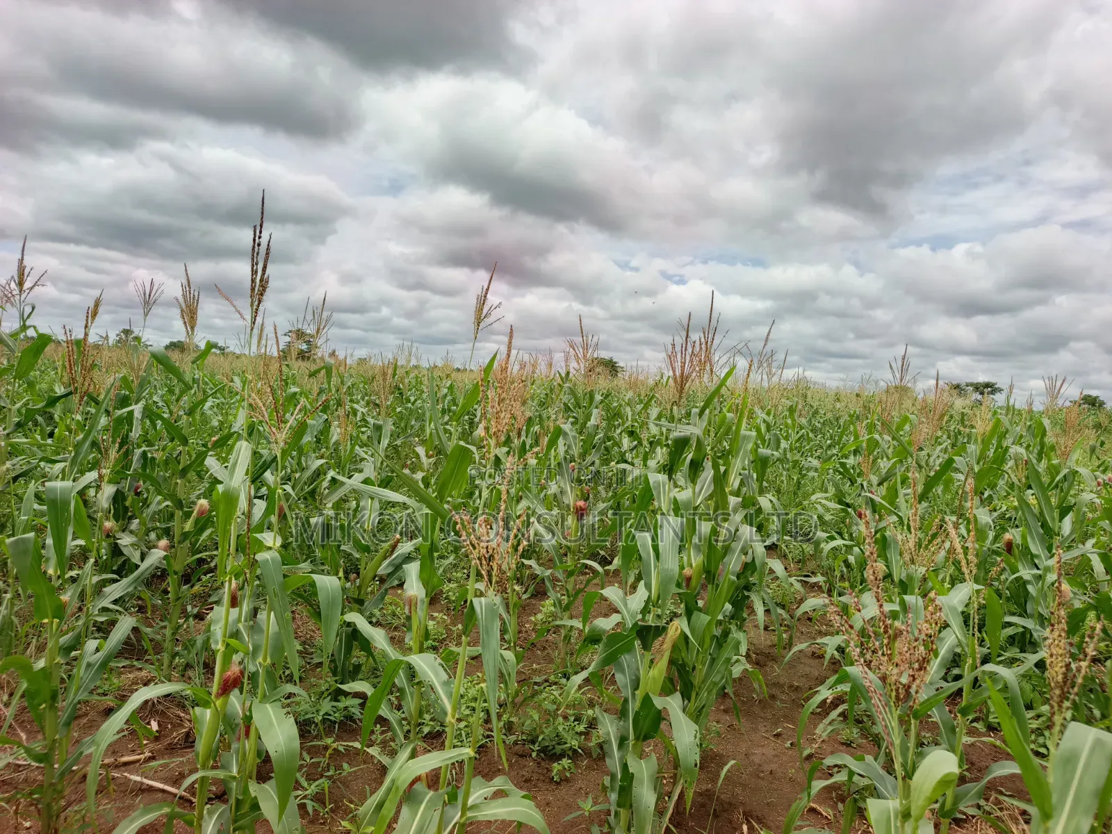 10 Acres of Land in Kabunyata After Kikyusa Luwero District