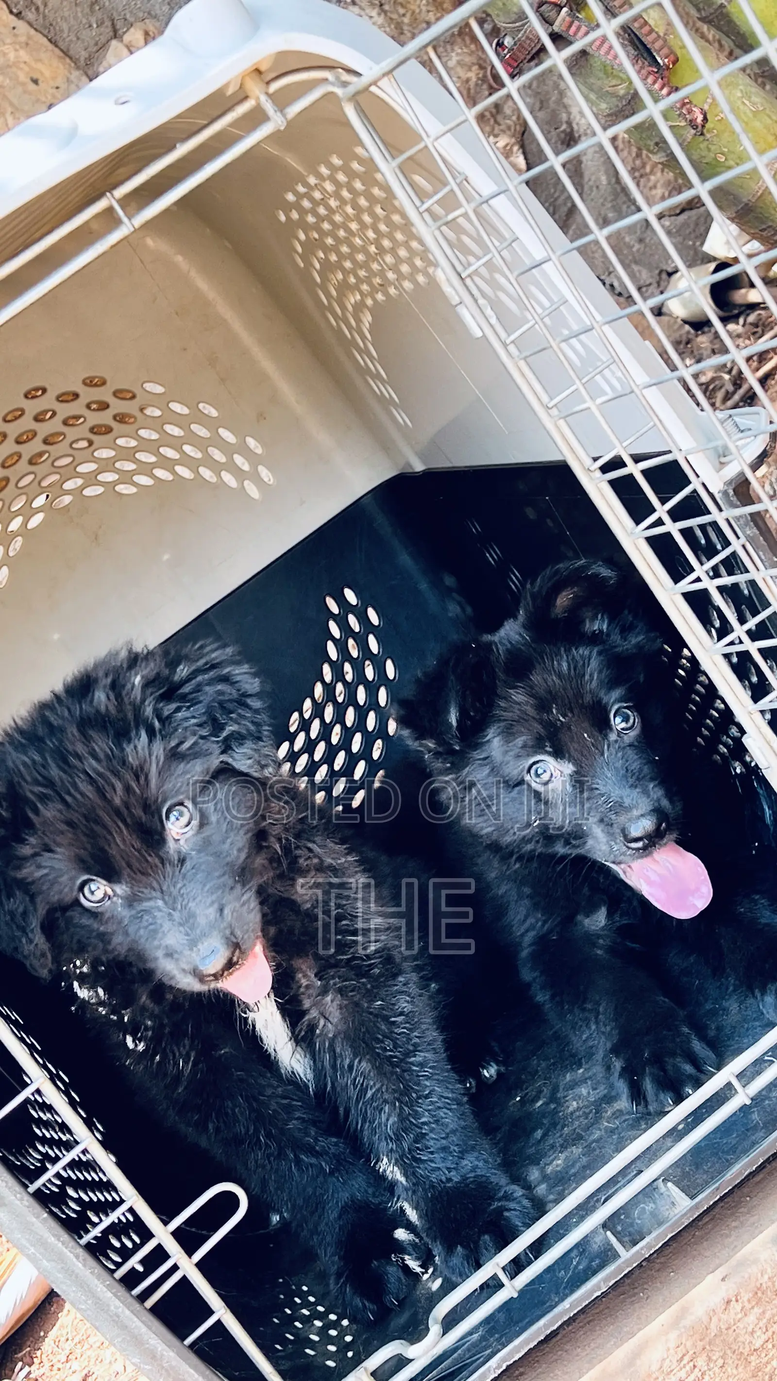 1-3 months Male Purebred German Shepherd