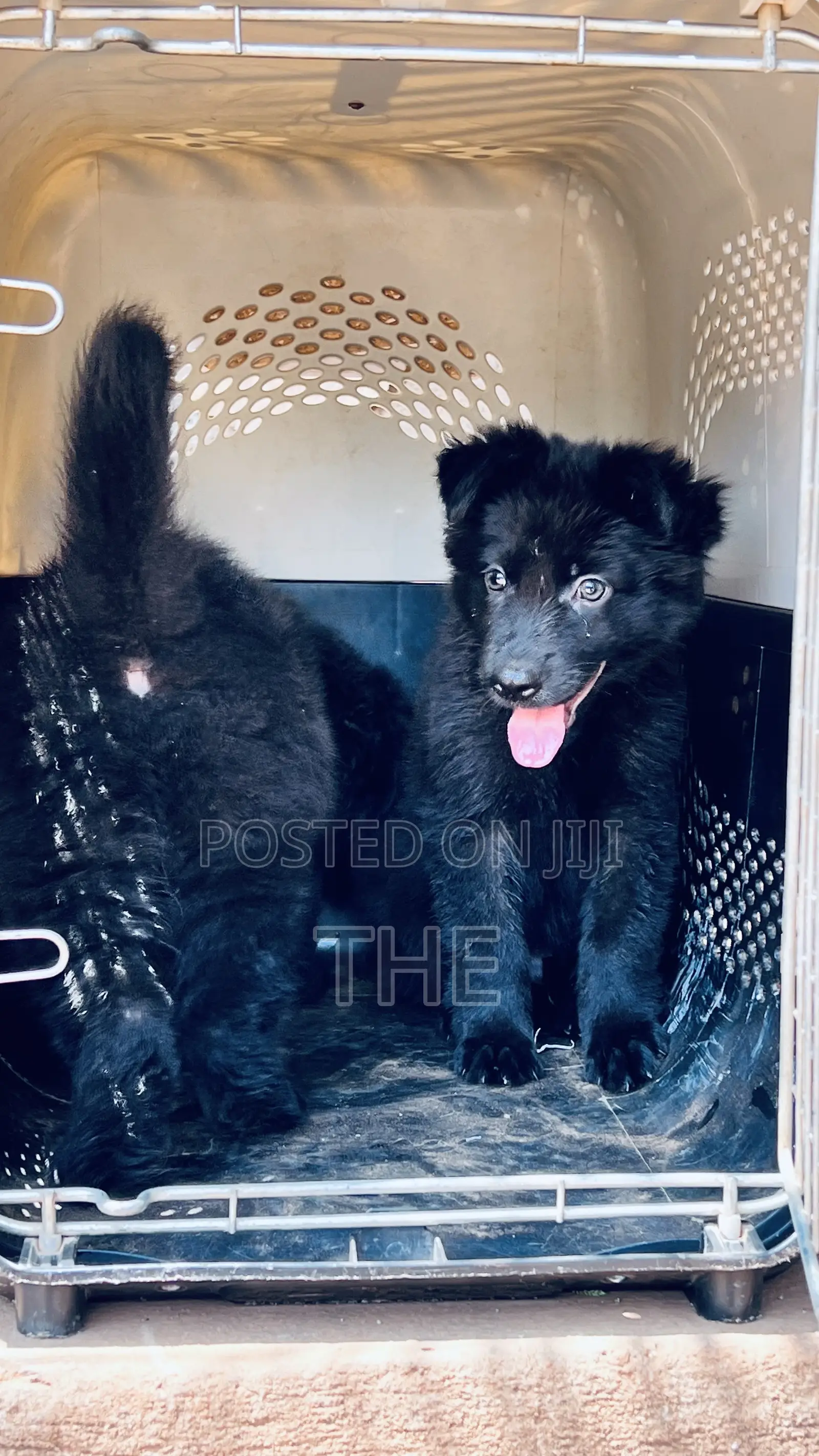 1-3 months Male Purebred German Shepherd