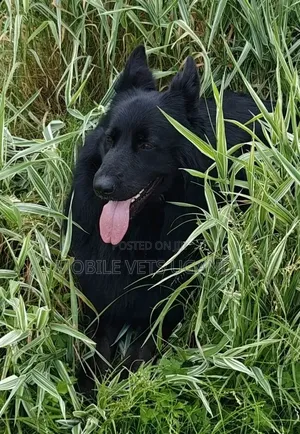 6-12 months Male Purebred German Shepherd