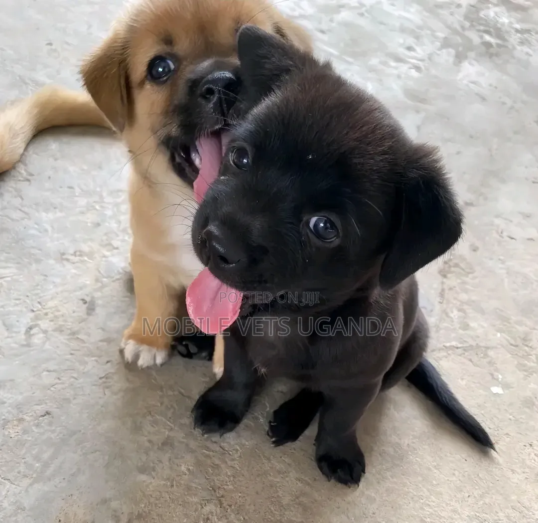1-3 months Male Purebred Japanese Spitz
