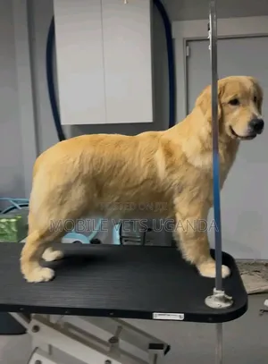 1+ year Female Purebred Golden Retriever