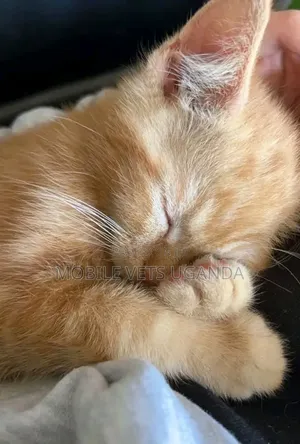 1-3 months Male Purebred Bombay