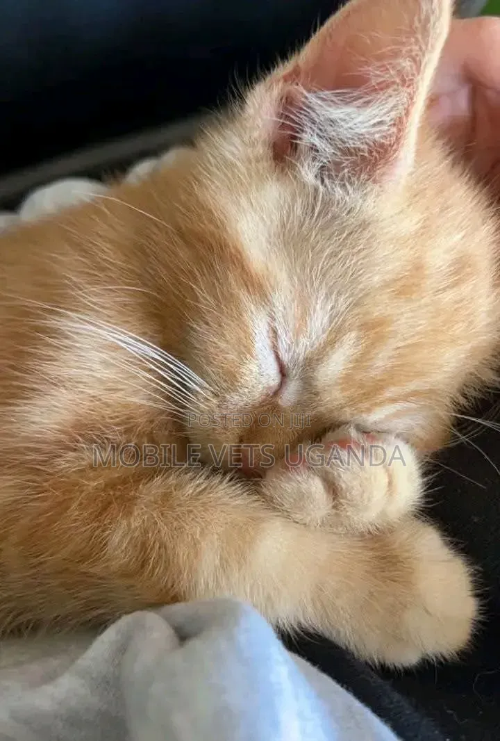 1-3 months Male Purebred Bombay