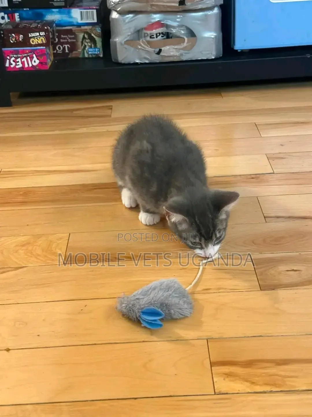 0-1 month Male Purebred American Wirehair