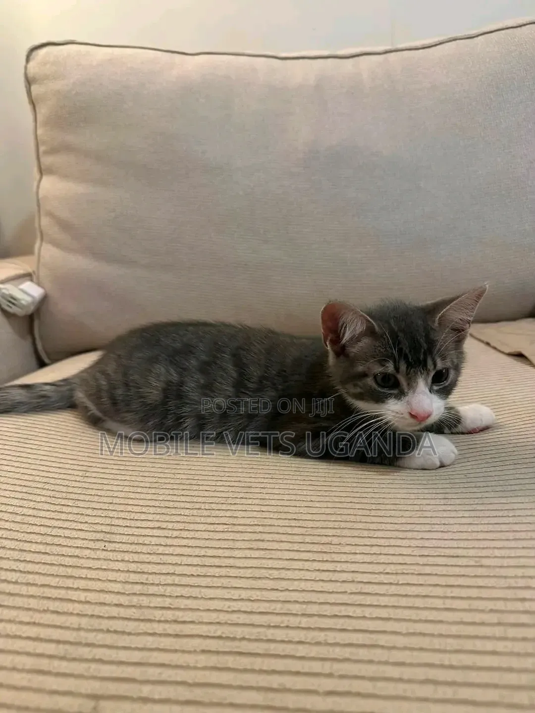 1-3 months Female Purebred American Curl
