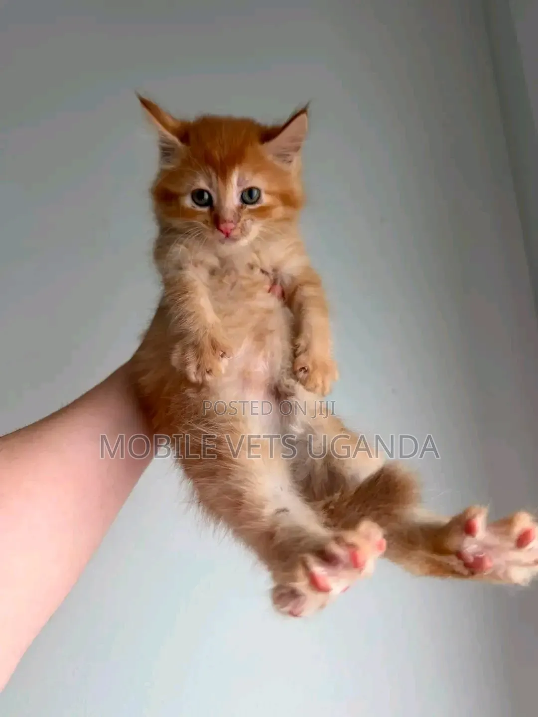 1-3 months Female Purebred American Wirehair