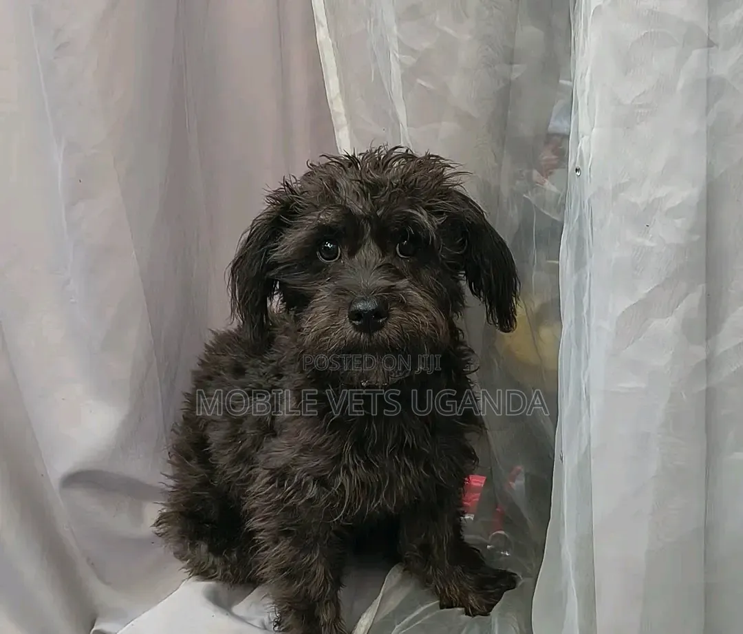 1-3 months Female Purebred Maltese