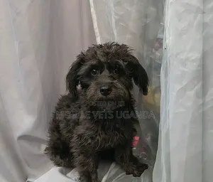 1-3 months Female Purebred Maltese