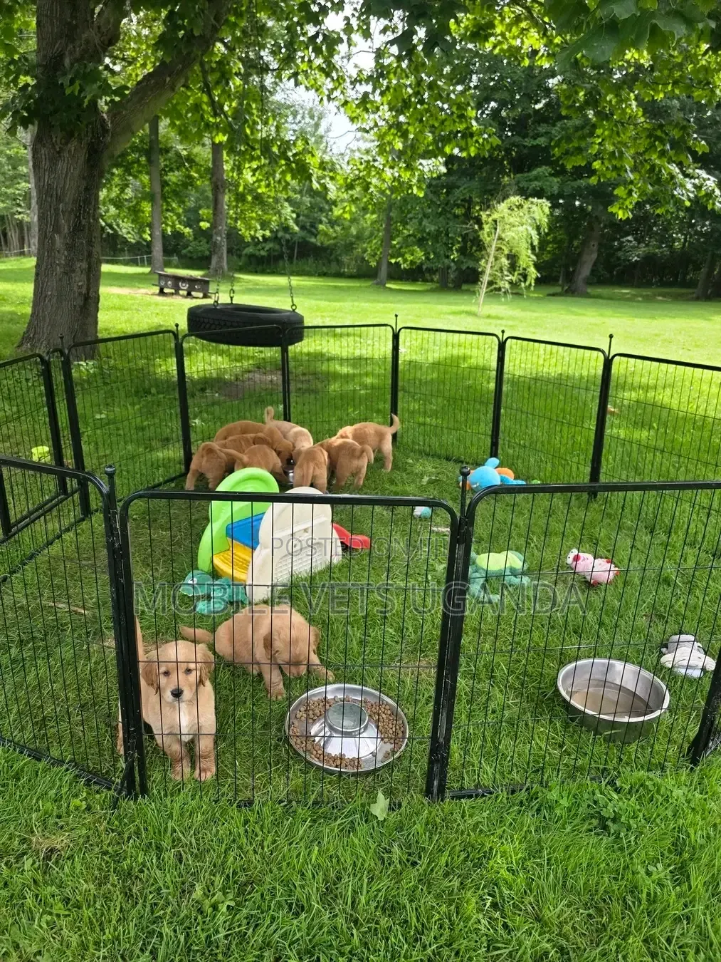 1-3 months Male Purebred Golden Retriever