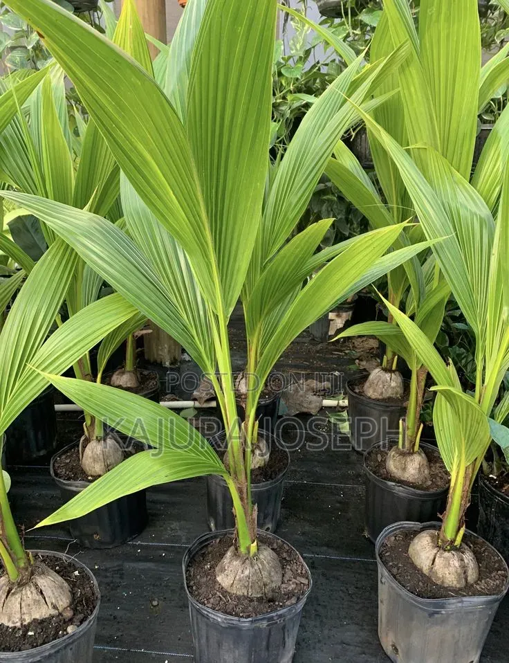 Coconut Seedlings