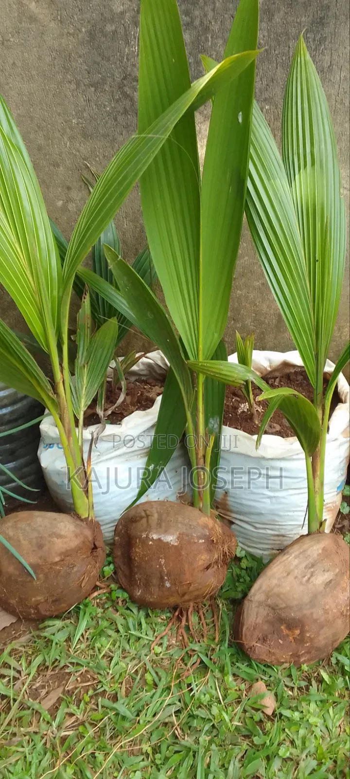 Coconut Seedlings