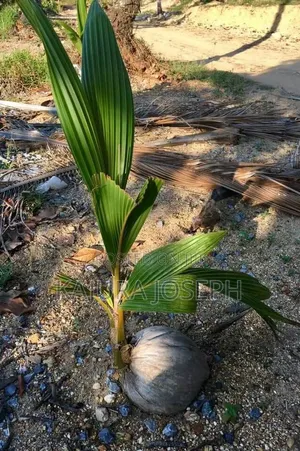 Coconut Seedlings