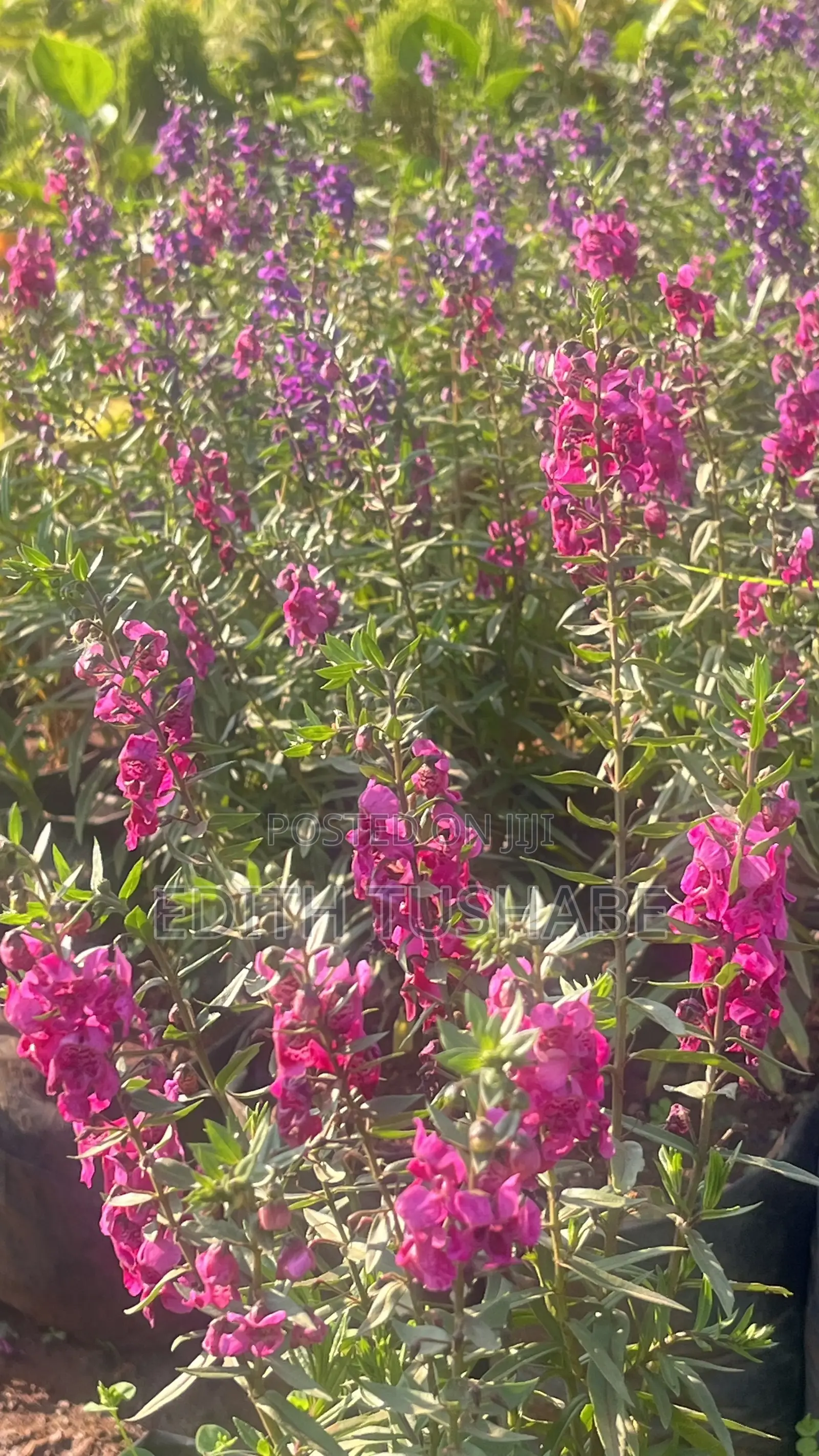 Beautiful Garden Flowers