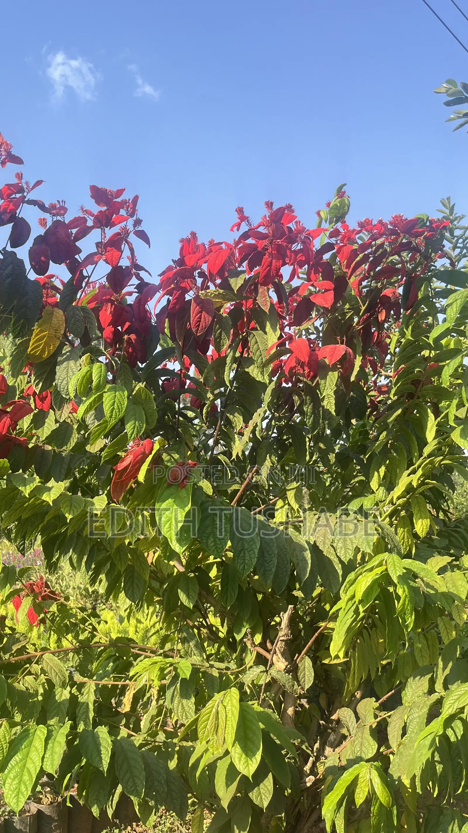 Beautiful Garden Flowers