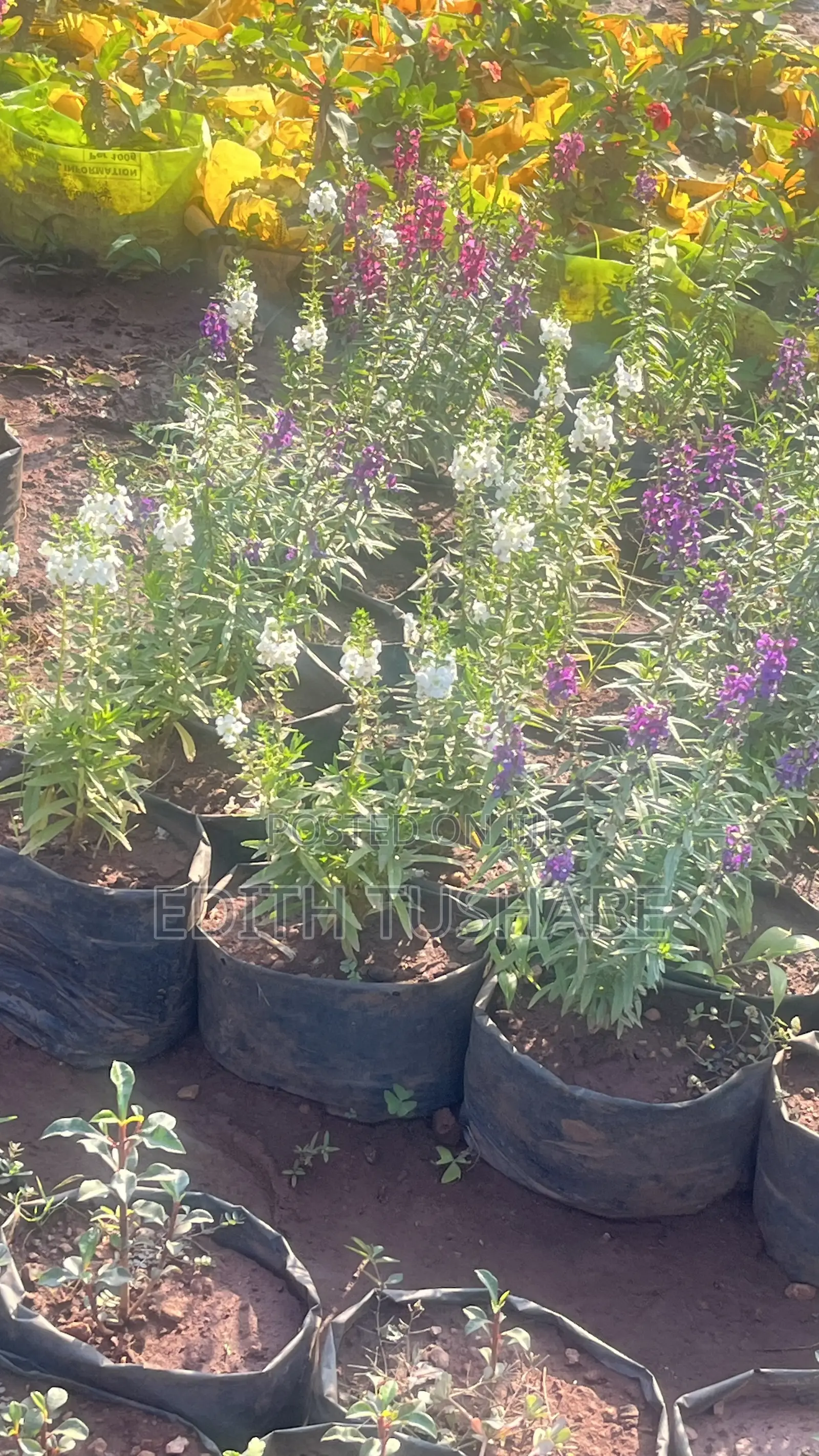 Beautiful Garden Flowers