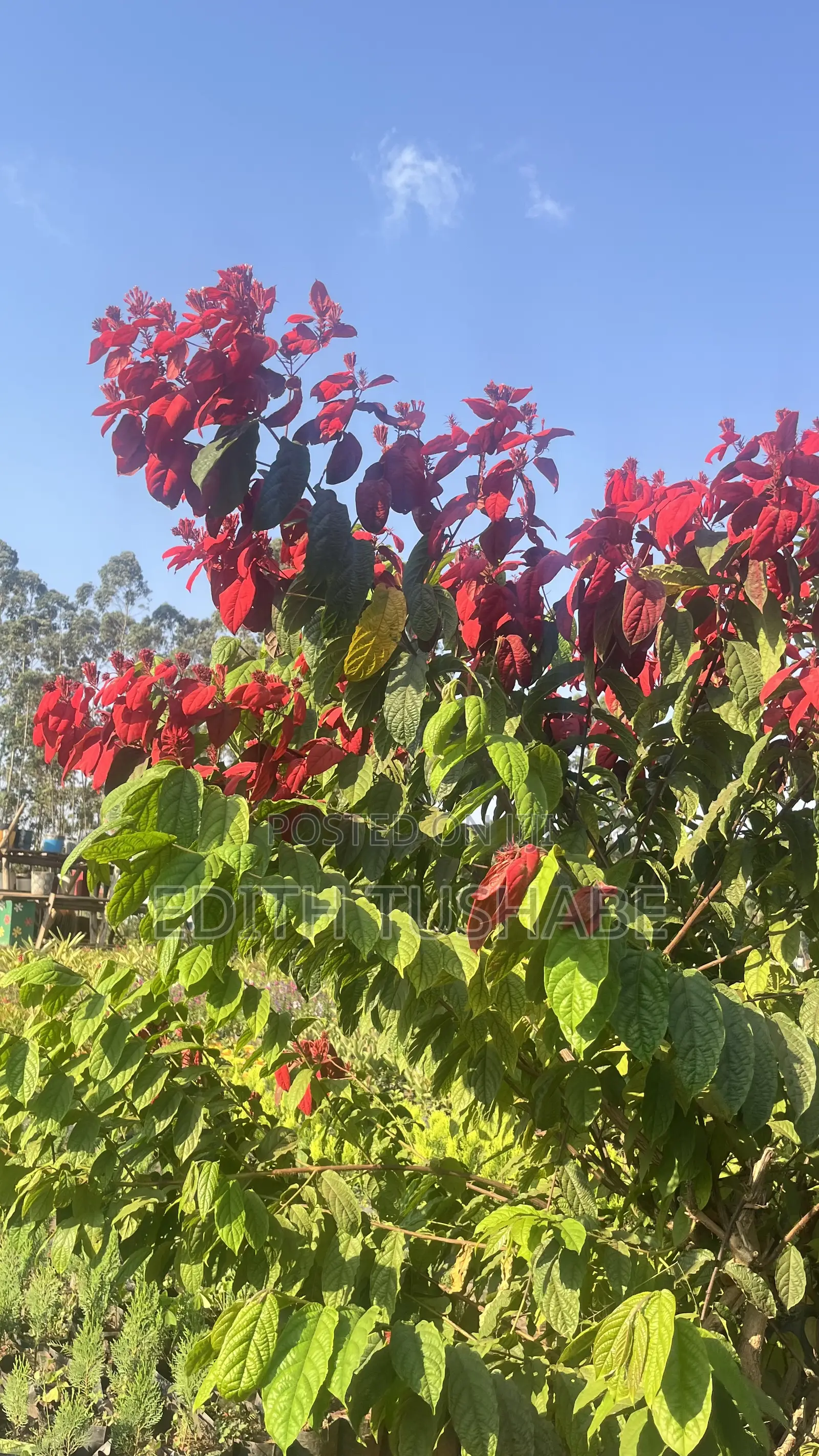 Beautiful Garden Flowers
