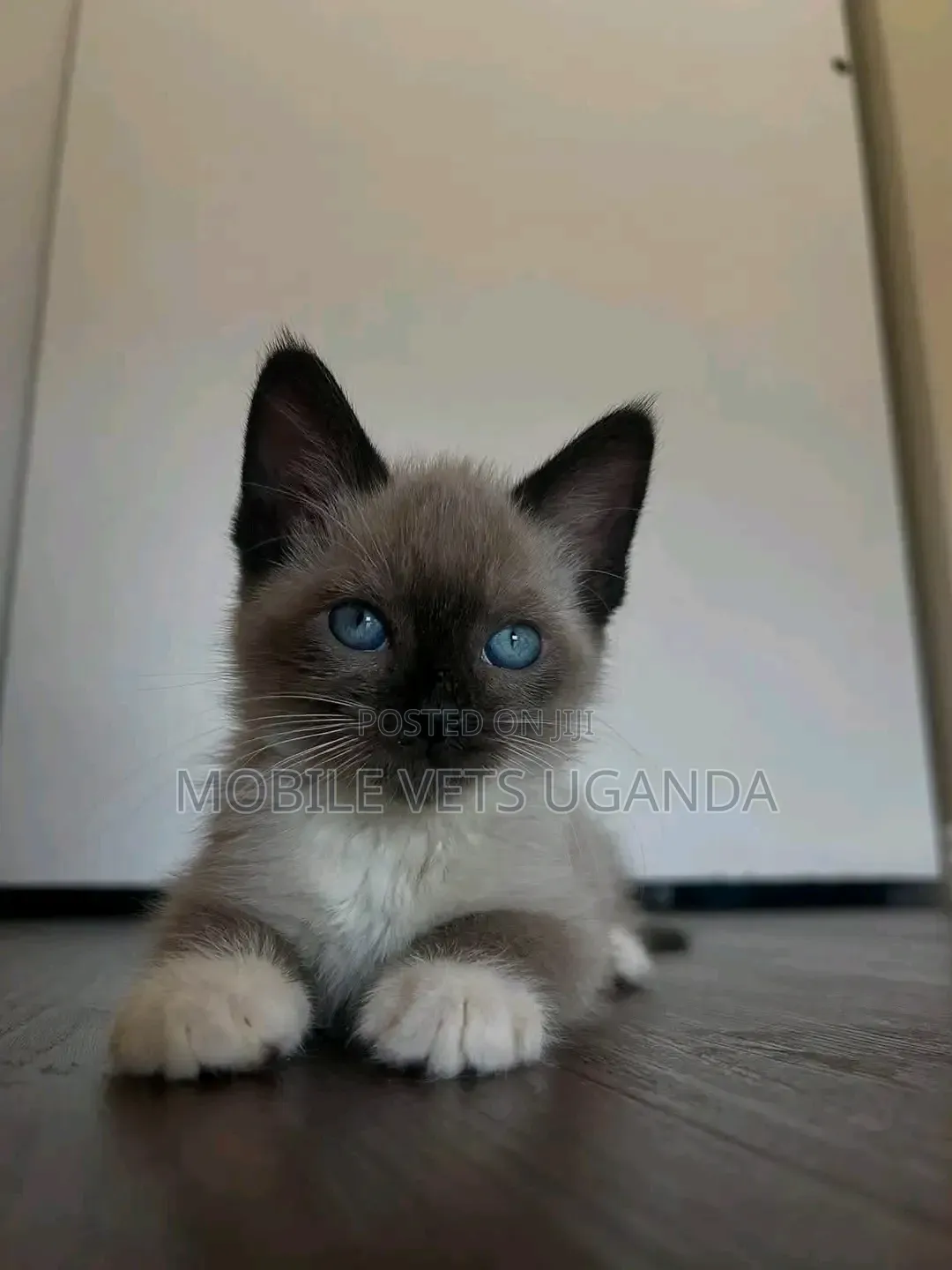 1-3 months Female Purebred Ragdoll