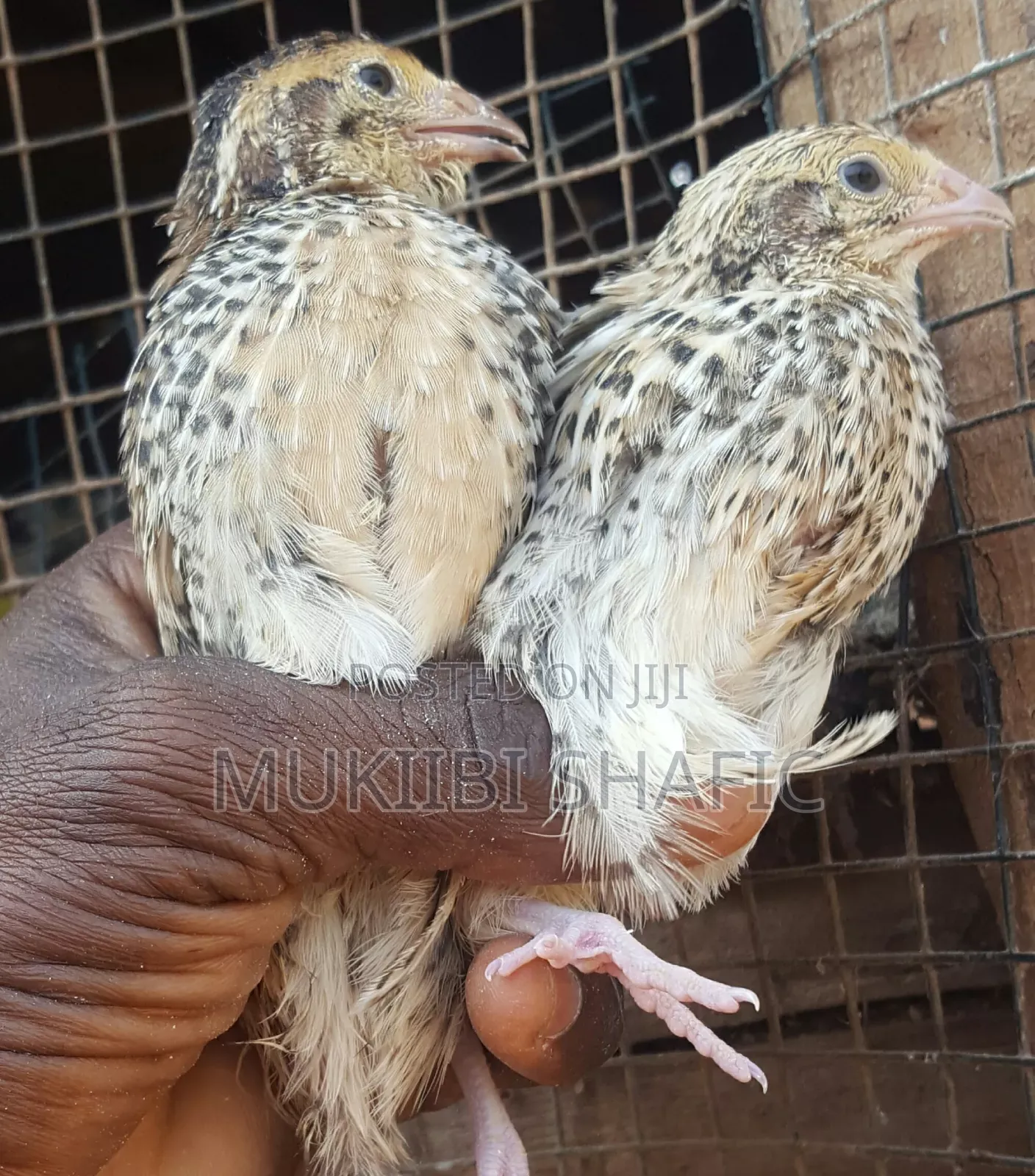 Quail Birds 1 Month Old