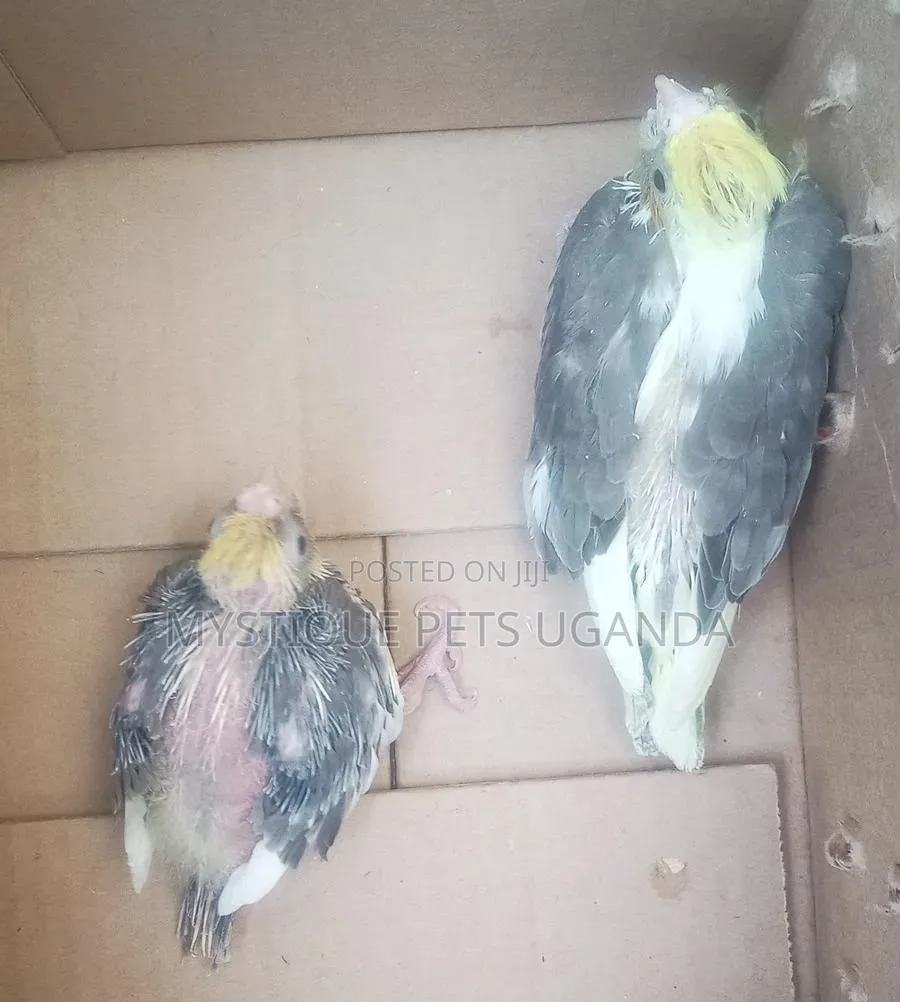 Cockateils Parrots